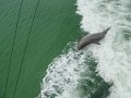 Dolphins playing
